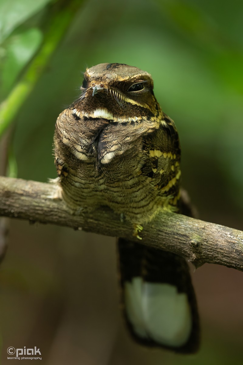 Large-tailed Nightjar - ML643227225