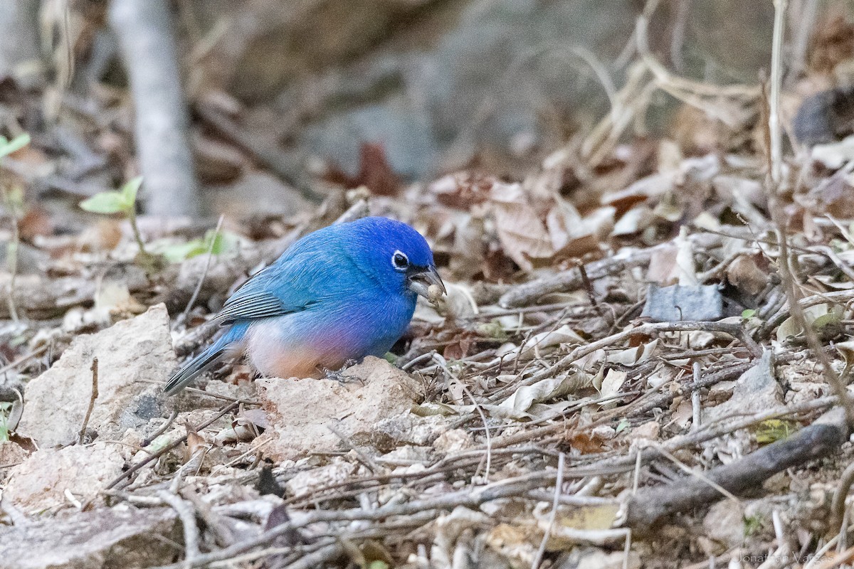 Rose-bellied Bunting - ML643227230