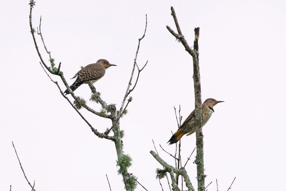 Northern Flicker - ML643227231
