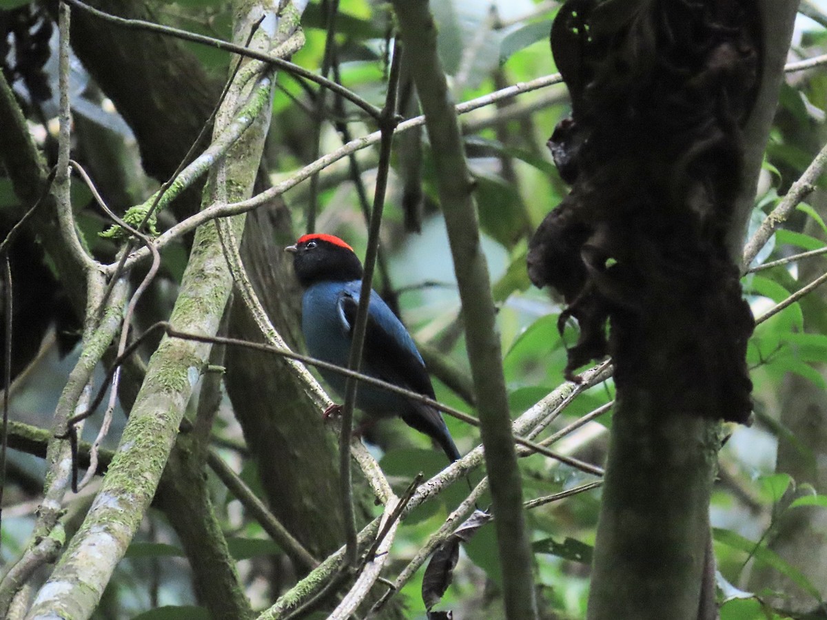 Swallow-tailed Manakin - ML643227234