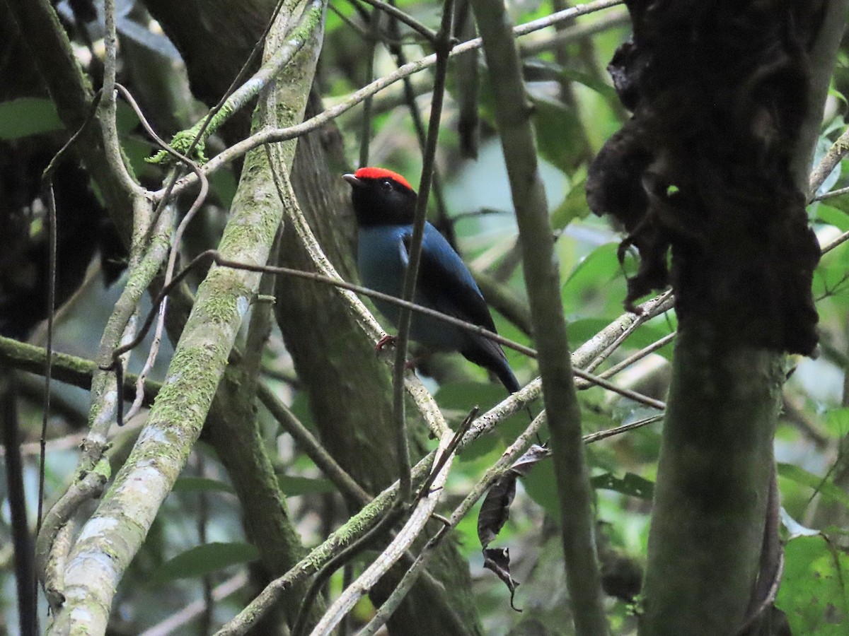 Swallow-tailed Manakin - ML643227235