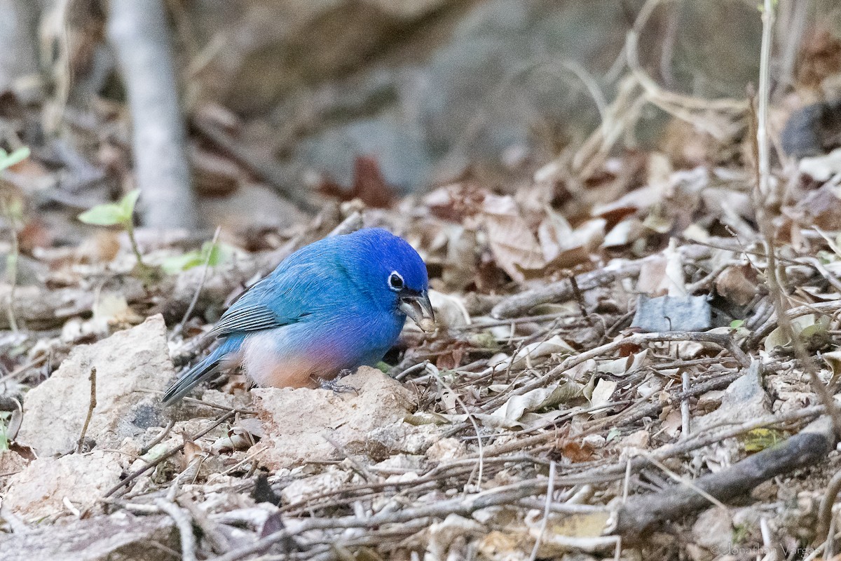 Rose-bellied Bunting - ML643227236