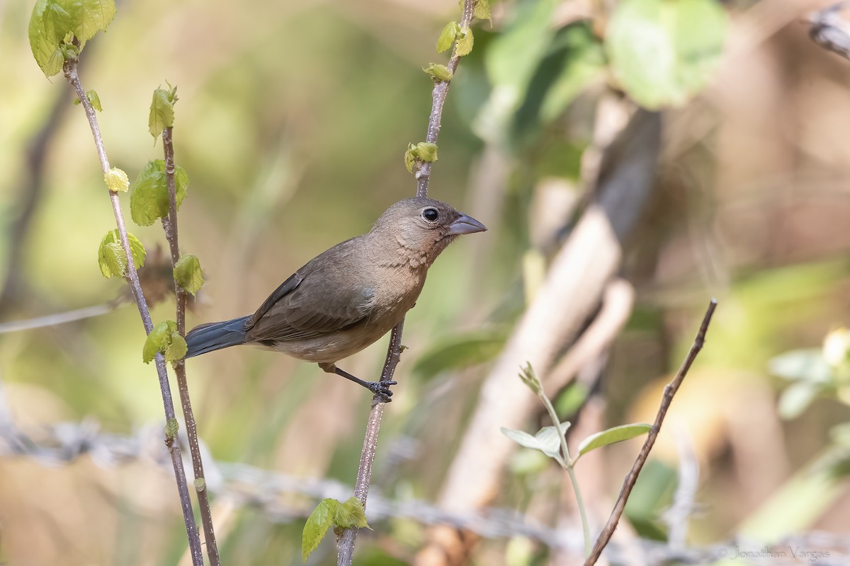 Rose-bellied Bunting - ML643227237