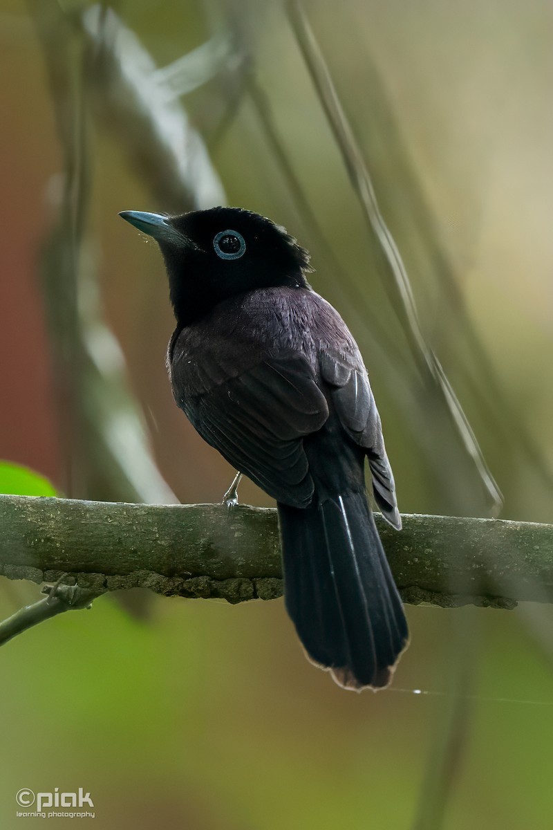 Black Paradise-Flycatcher - ML643227238