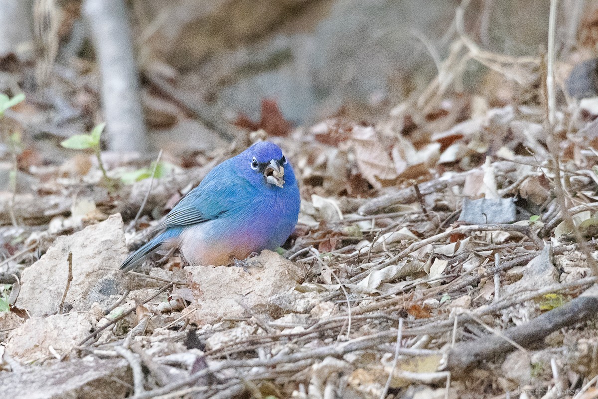 Rose-bellied Bunting - ML643227239
