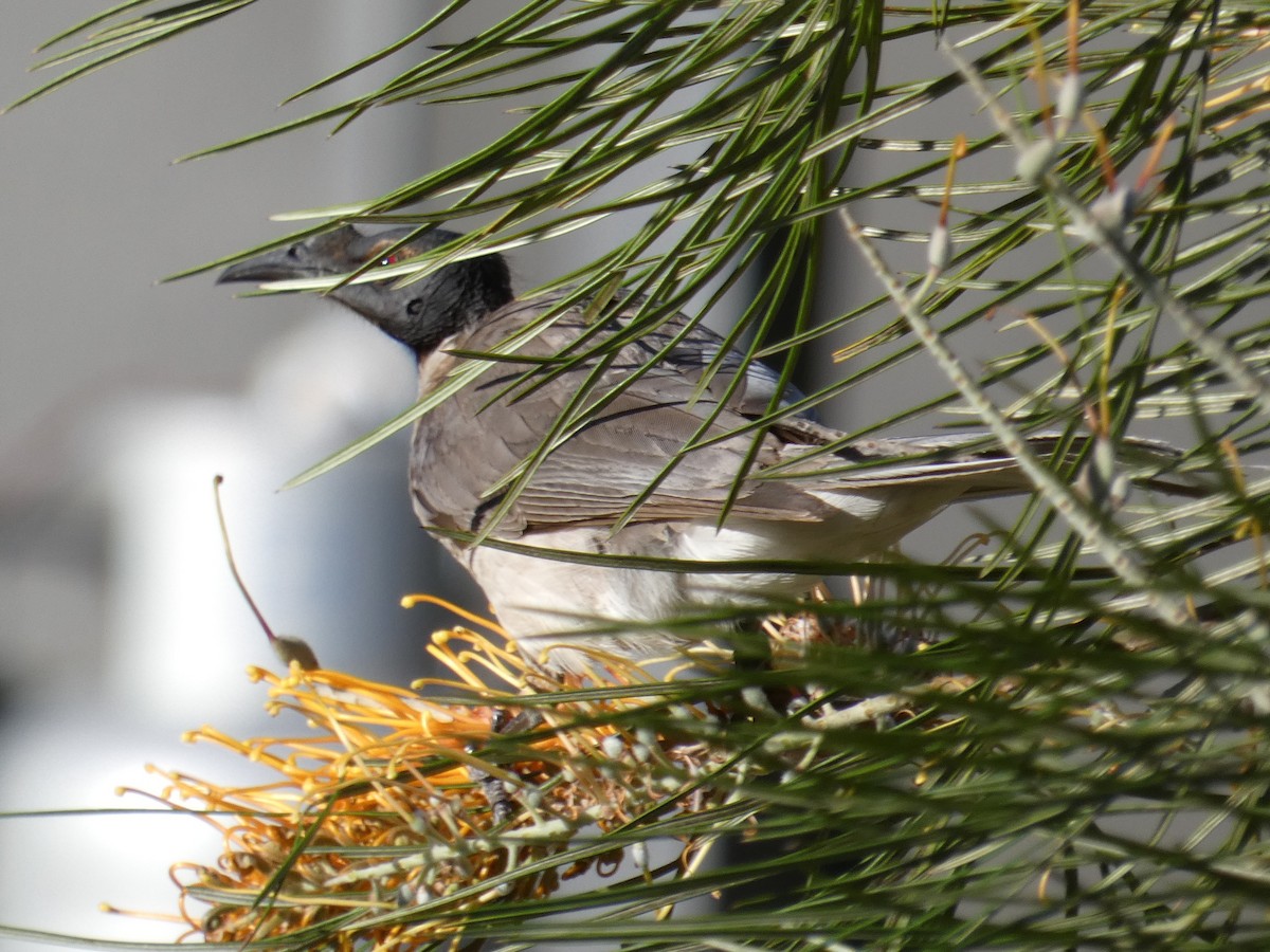 Noisy Friarbird - ML643227240