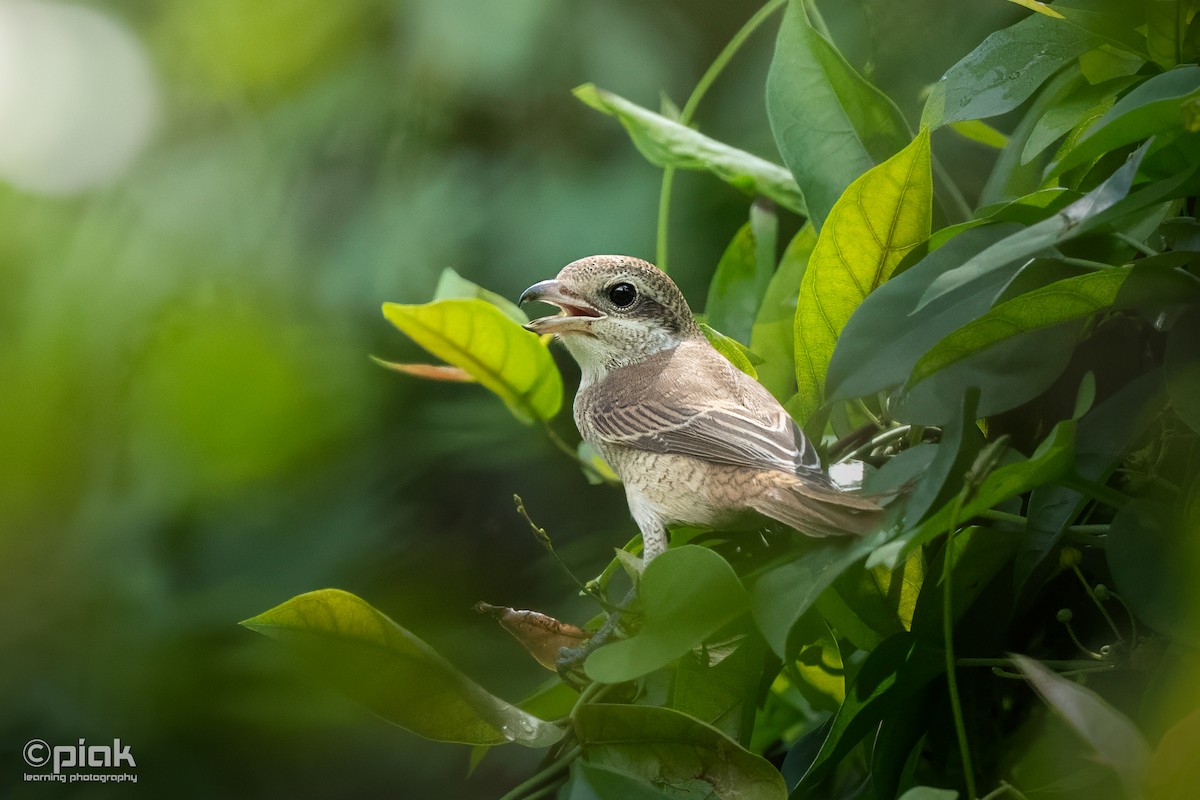 Tiger Shrike - ML643227241