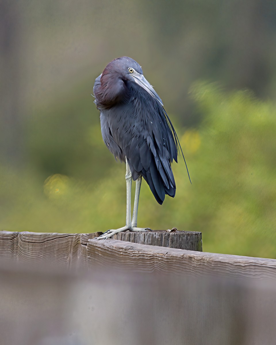 Little Blue Heron - ML643227249