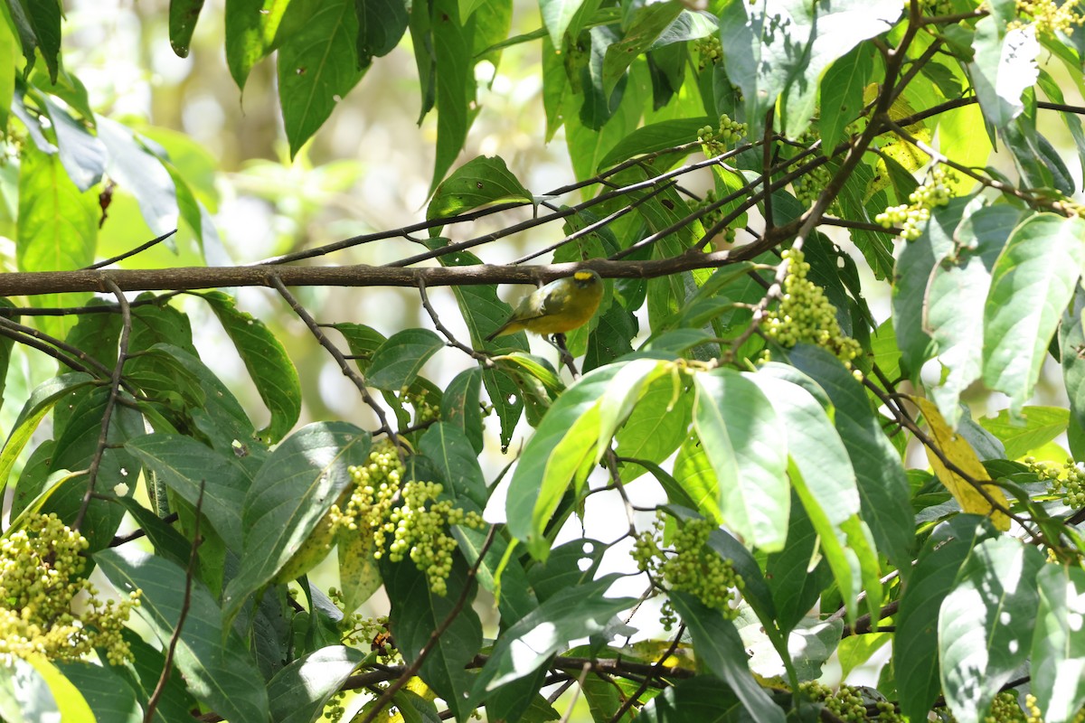 Bronze-green Euphonia - ML643227250