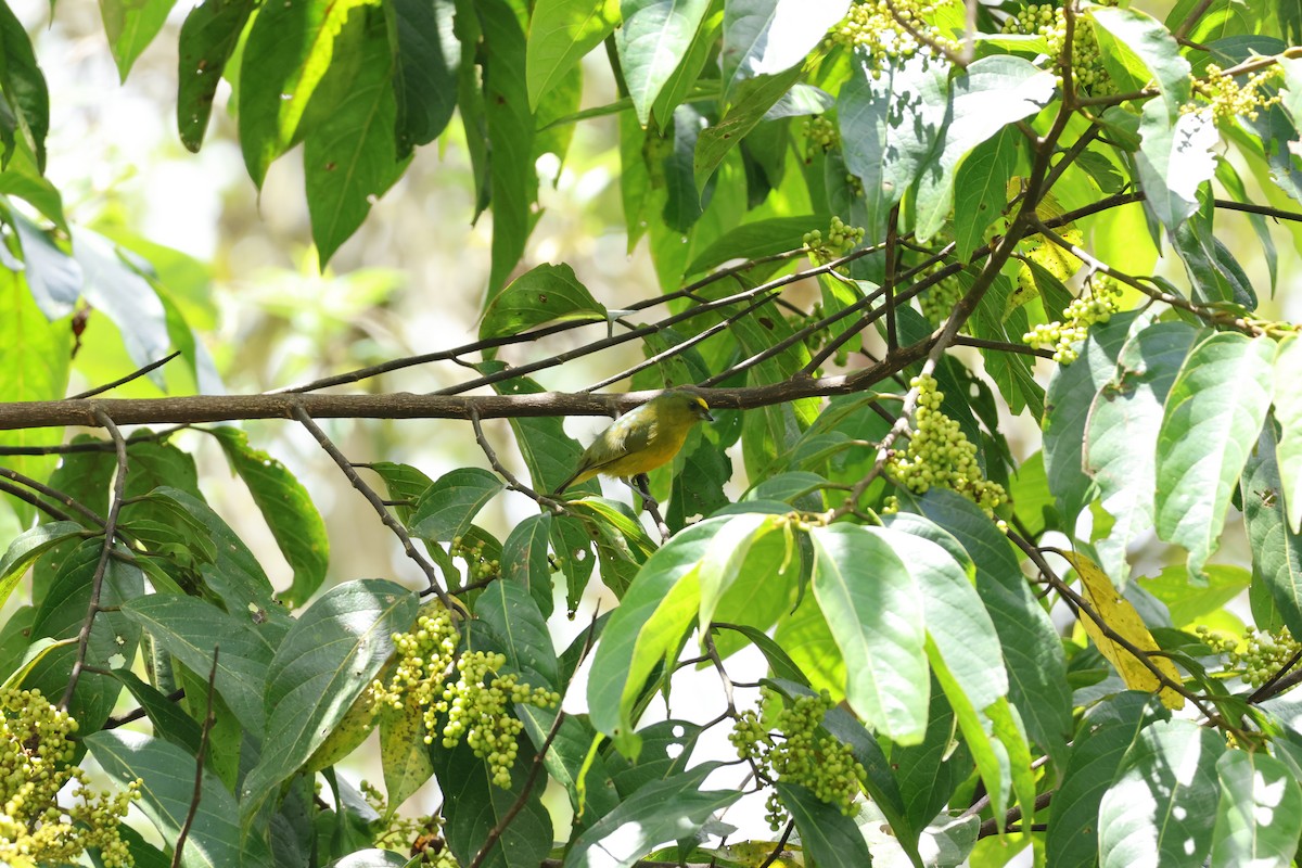 Bronze-green Euphonia - ML643227251