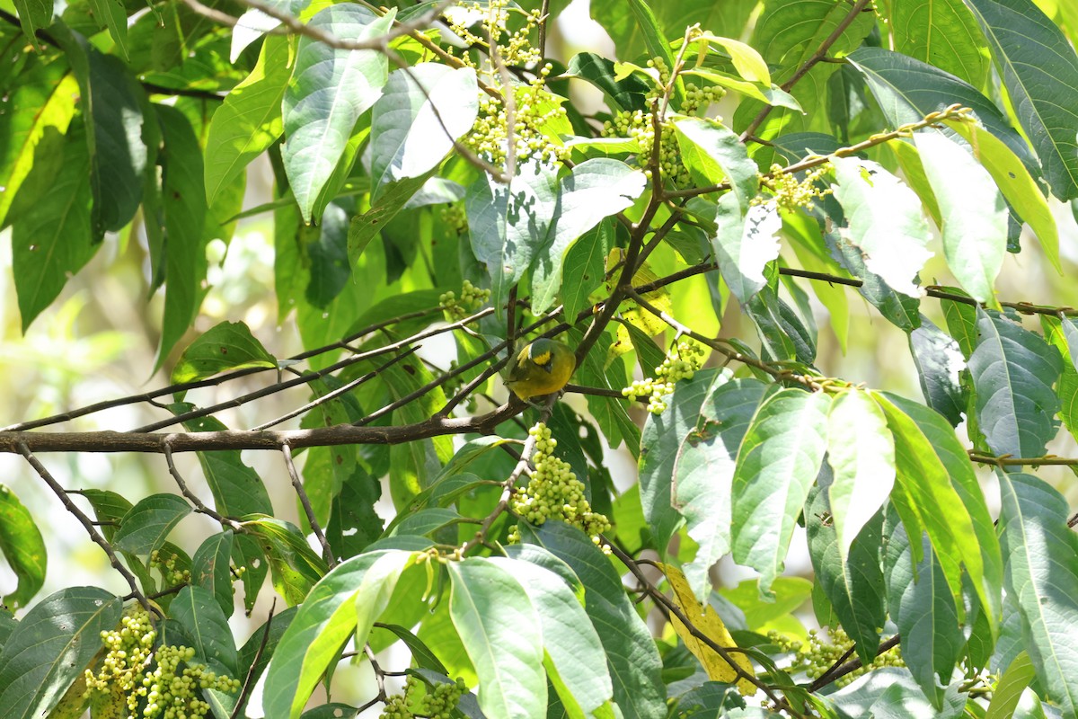 Bronze-green Euphonia - ML643227252