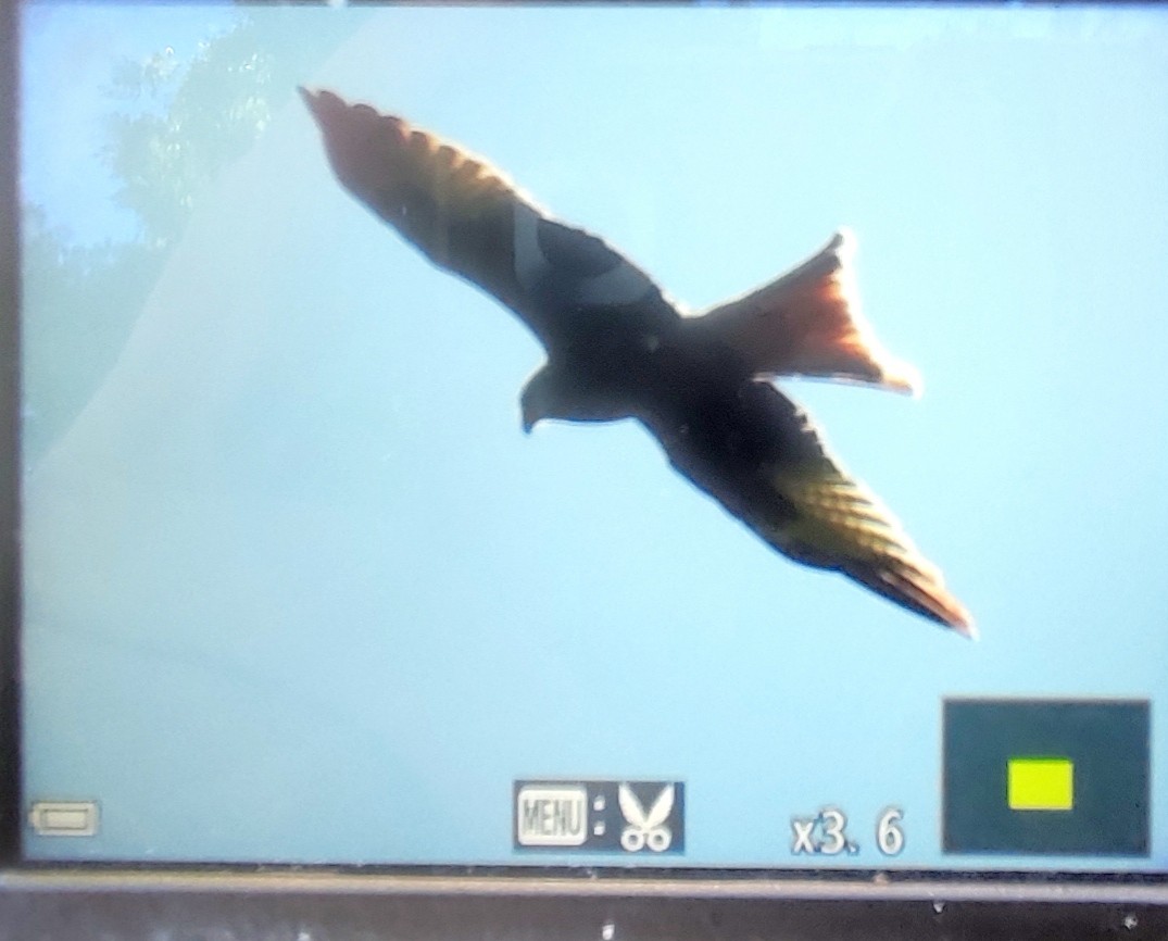 Red Kite - ML643227253
