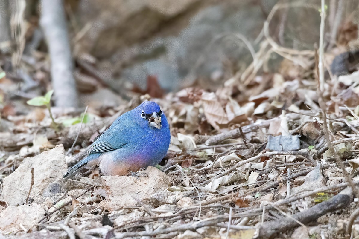 Rose-bellied Bunting - ML643227259