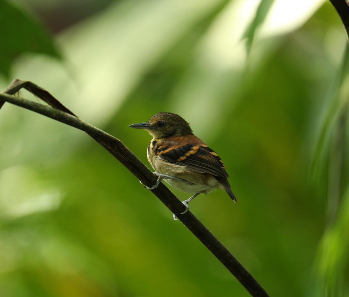 Spotted Antbird - ML643227260