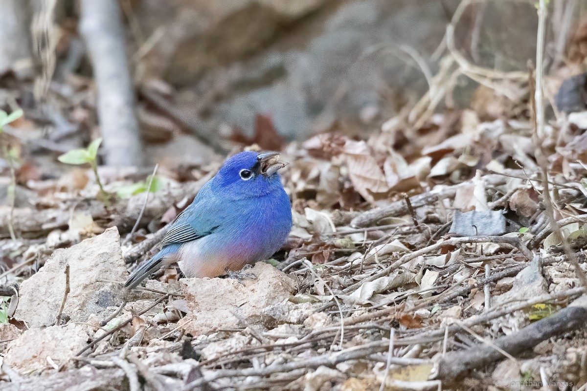 Rose-bellied Bunting - ML643227261