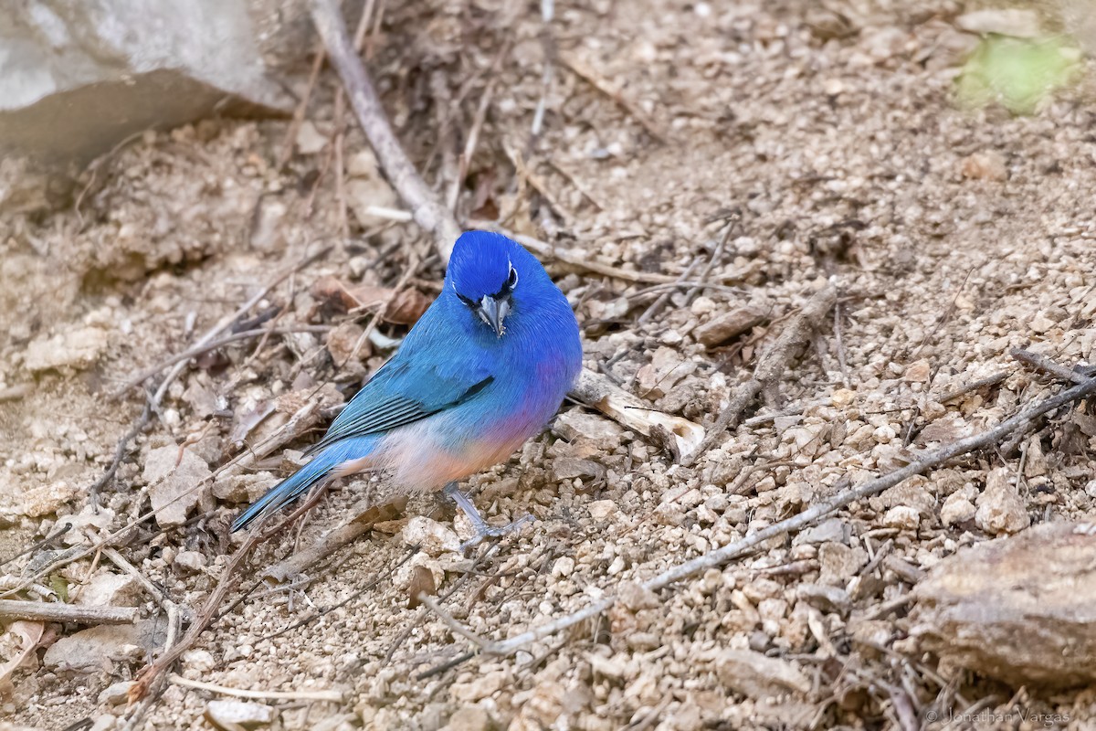 Rose-bellied Bunting - ML643227262
