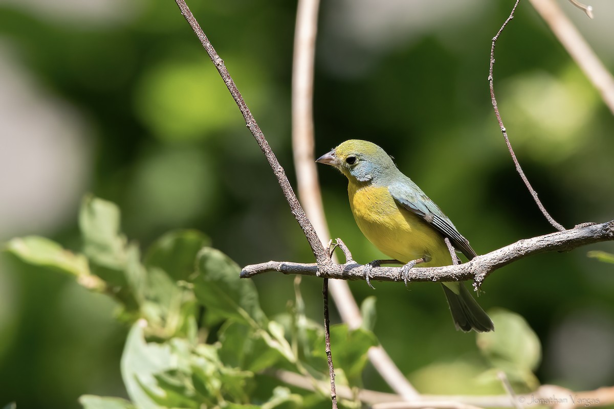 Orange-breasted Bunting - ML643227265