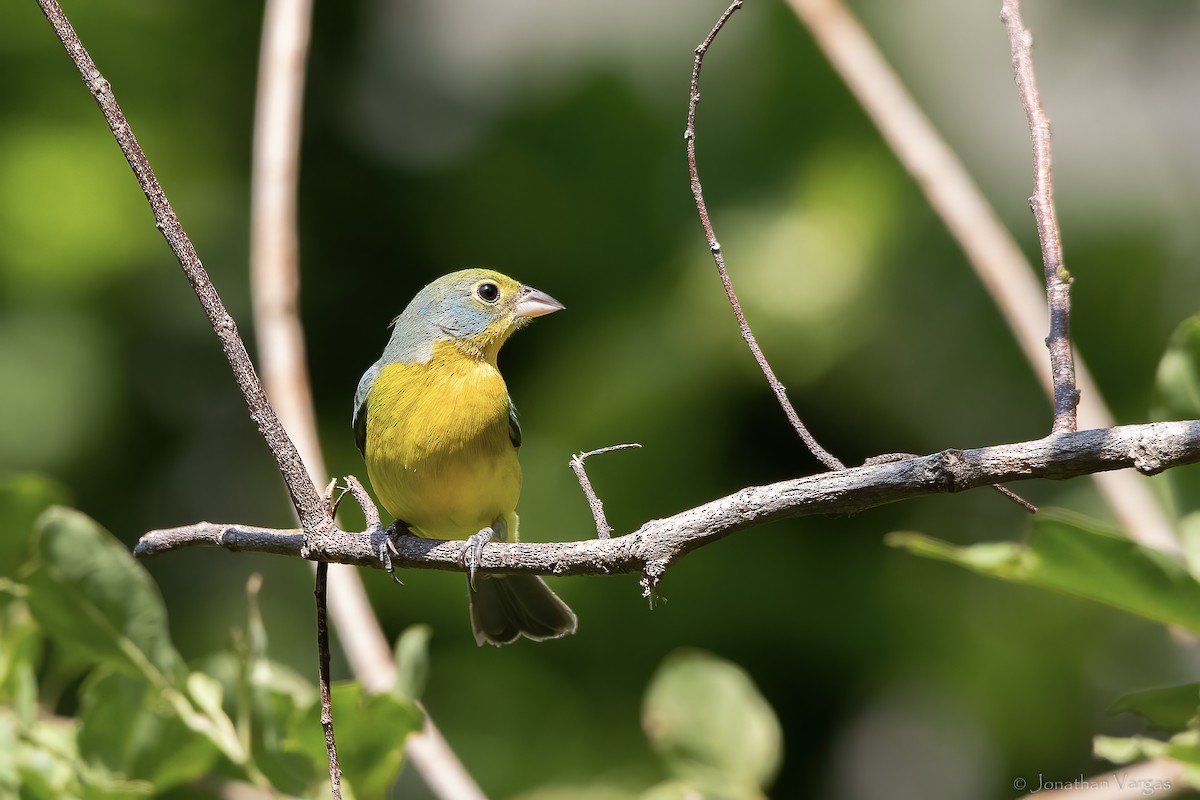 Orange-breasted Bunting - ML643227266