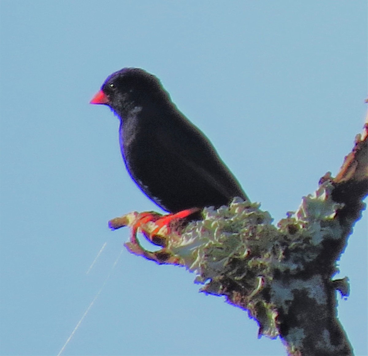 Village Indigobird - ML643227267