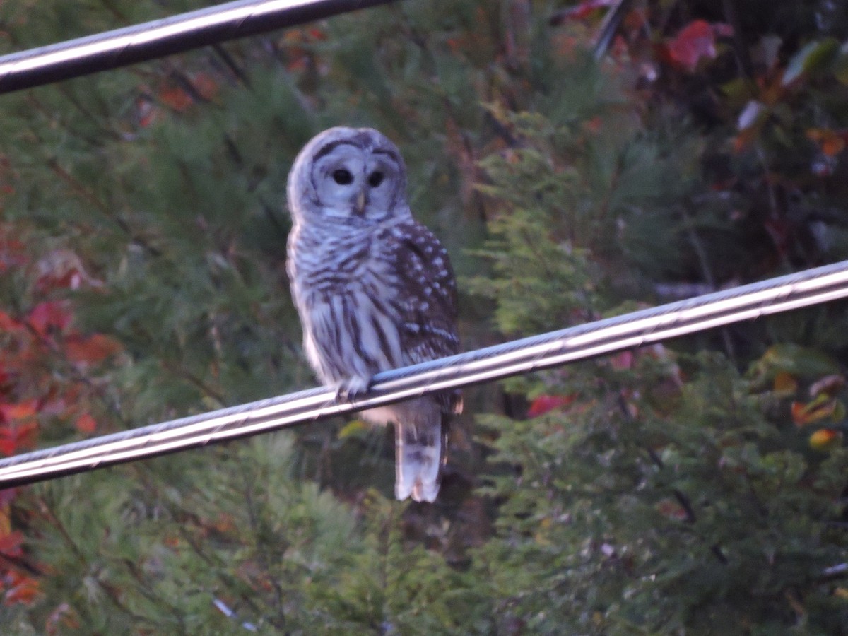 Barred Owl - ML643227268