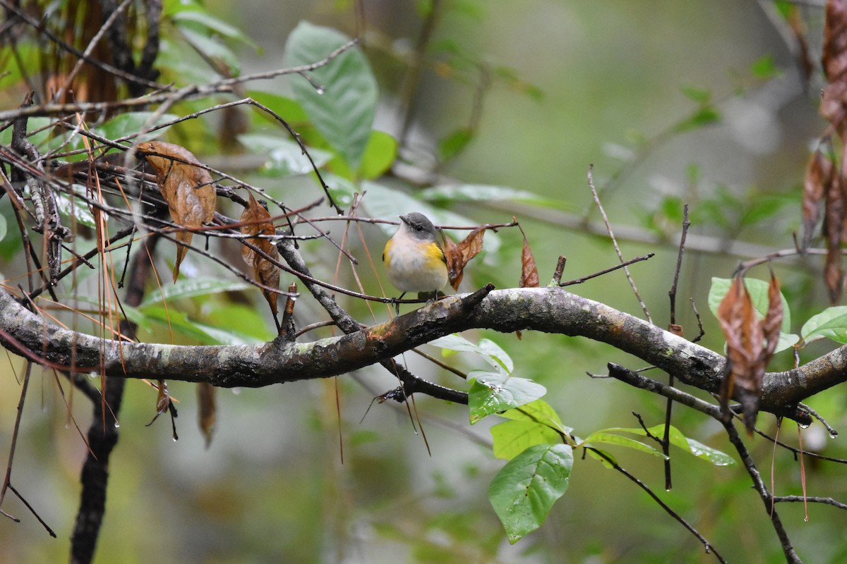 American Redstart - ML643227269
