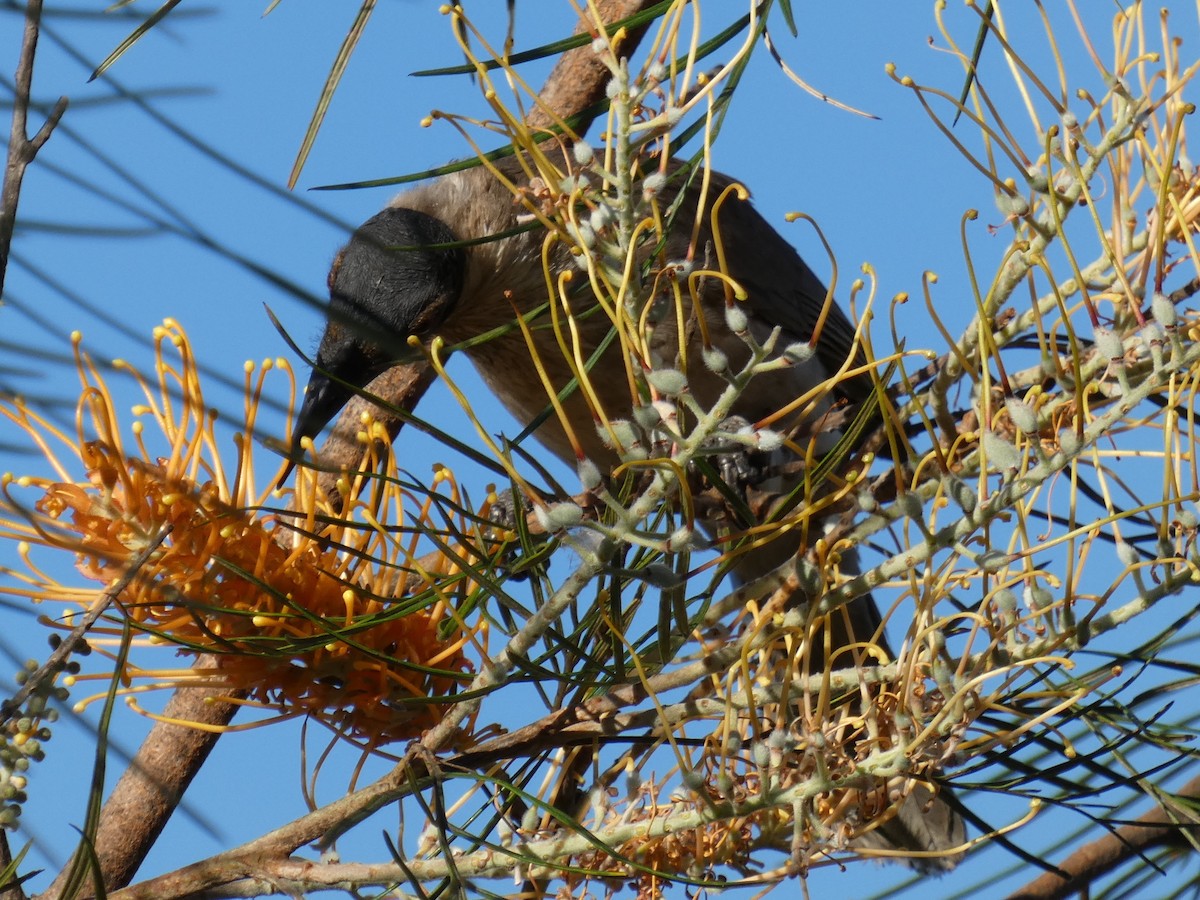 Noisy Friarbird - ML643227270