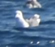 Yellow-legged Gull - ML643227271