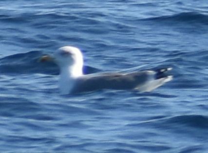 Yellow-legged Gull - ML643227272