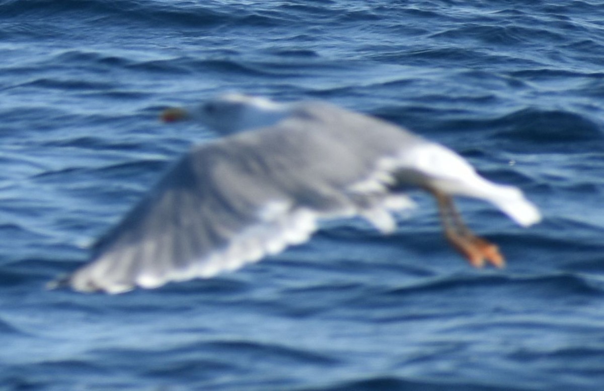 Yellow-legged Gull - ML643227273
