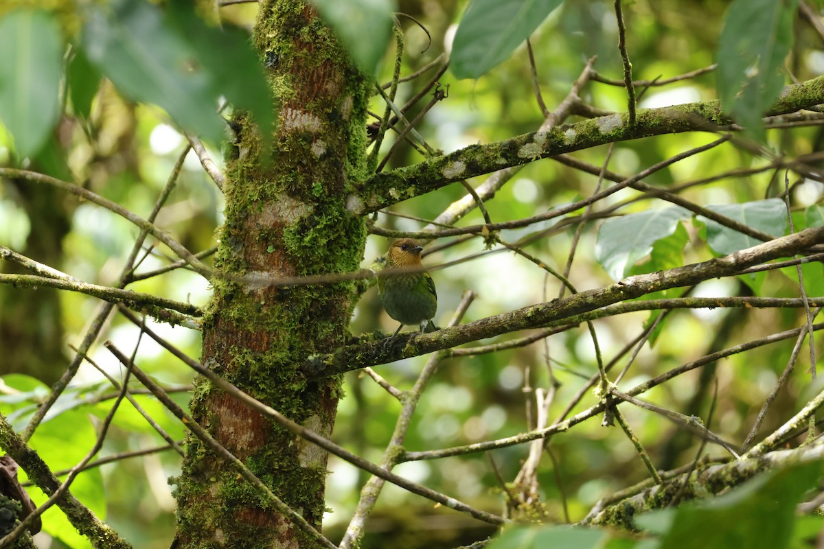 Flame-faced Tanager - ML643227276