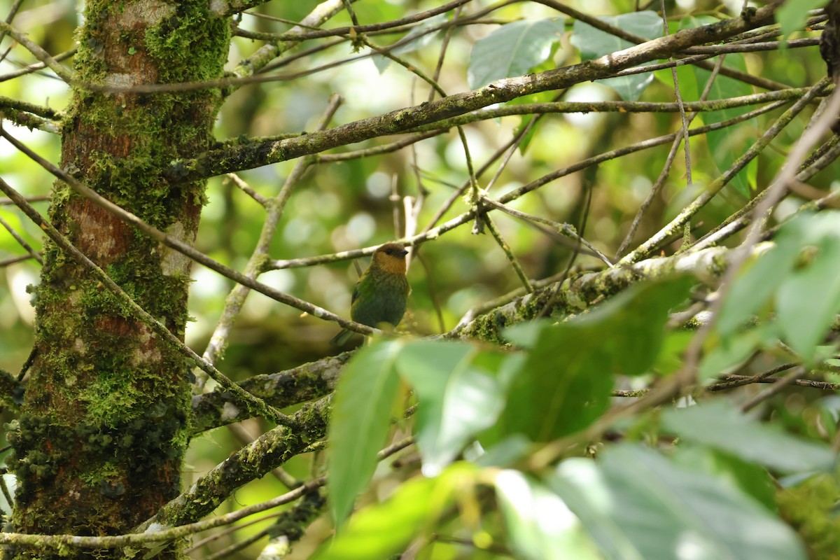 Flame-faced Tanager - ML643227277