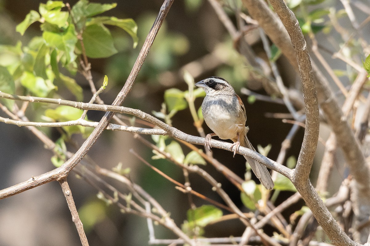 Stripe-headed Sparrow (Southern) - ML643227278