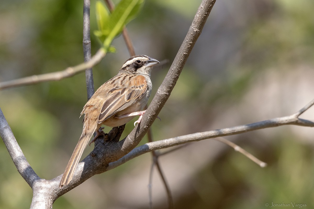 Stripe-headed Sparrow (Southern) - ML643227280