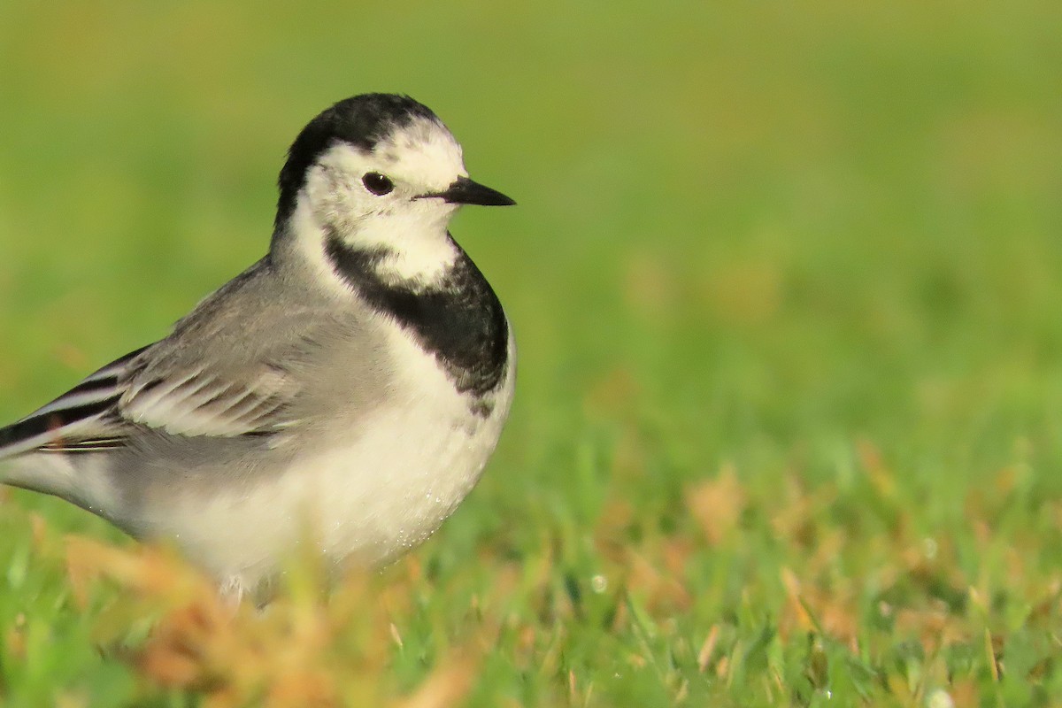 White Wagtail - ML643227283