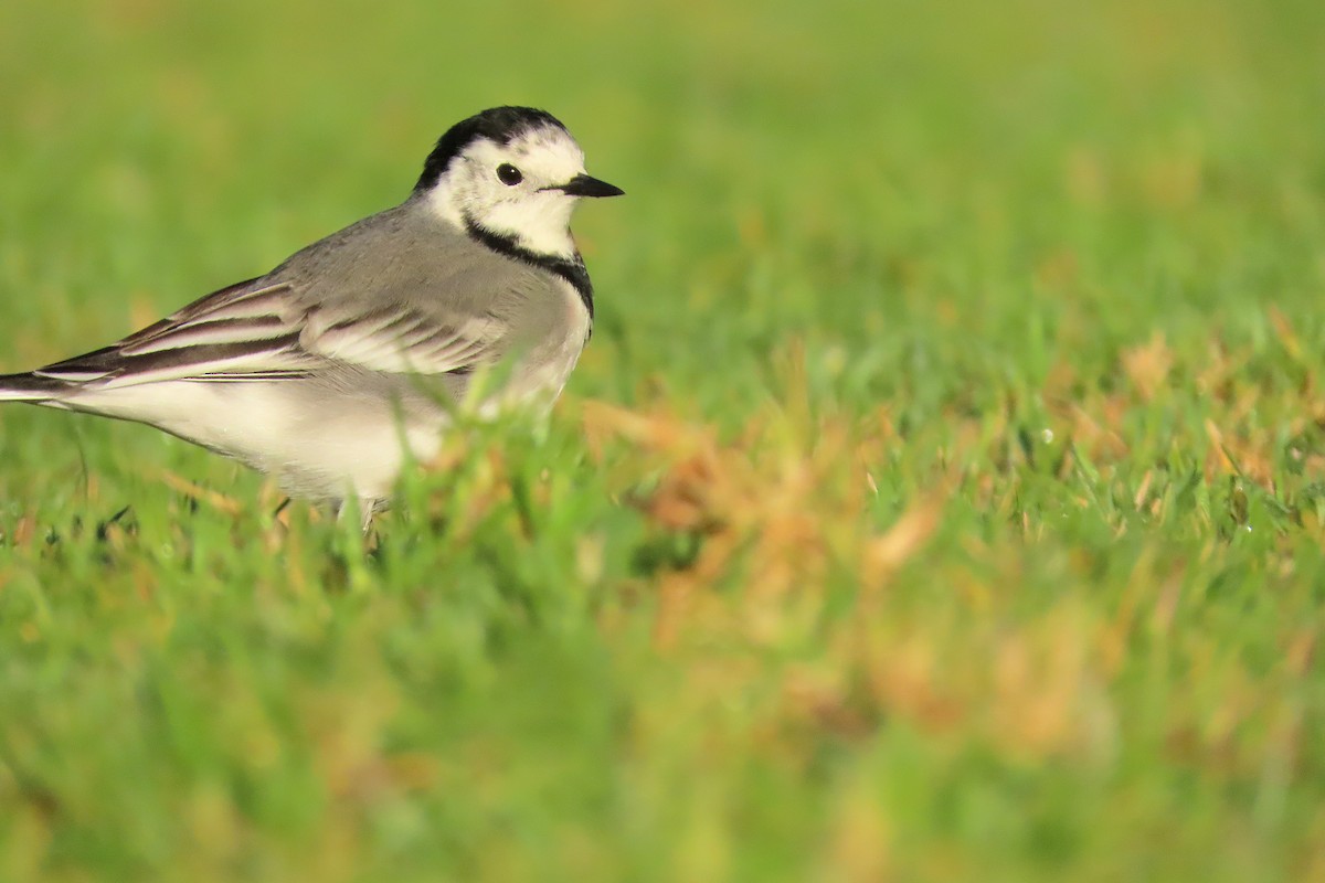 White Wagtail - ML643227284