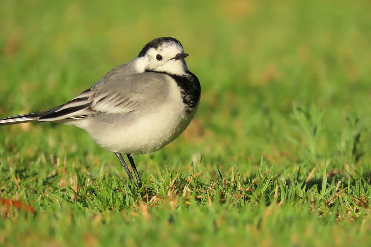 White Wagtail - ML643227285