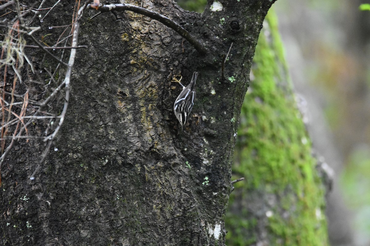 Black-and-white Warbler - ML643227312