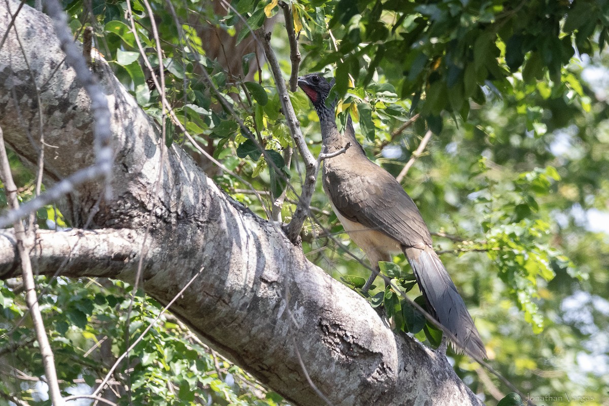 Chachalaca Ventriblanca - ML643227317