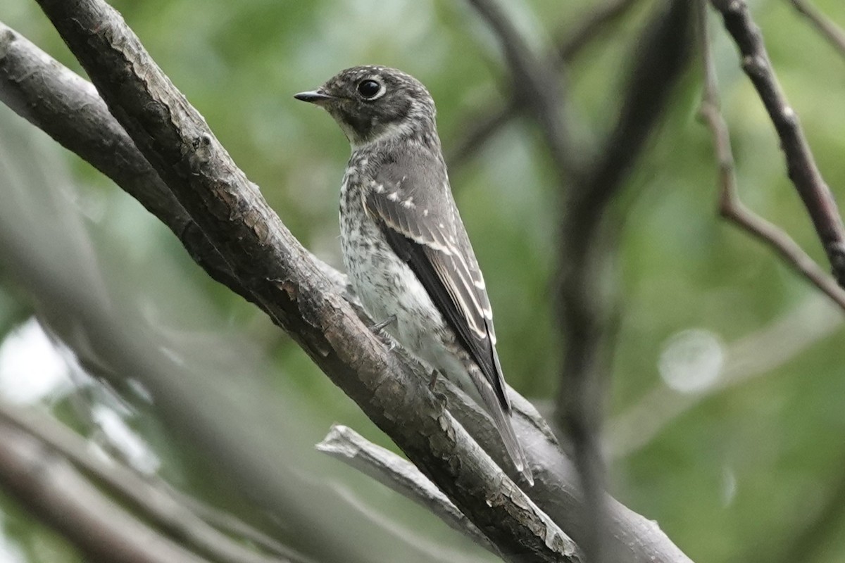 Papamoscas Siberiano - ML643227336