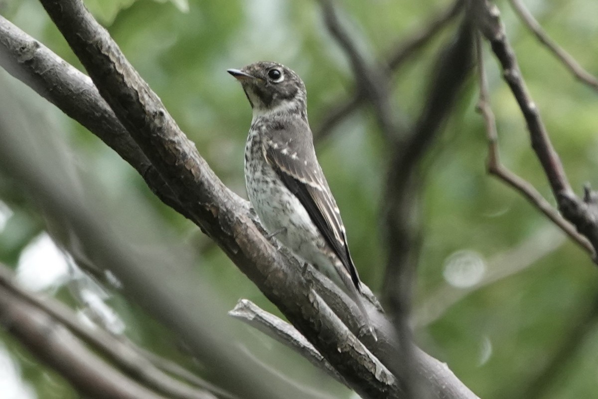 Papamoscas Siberiano - ML643227337