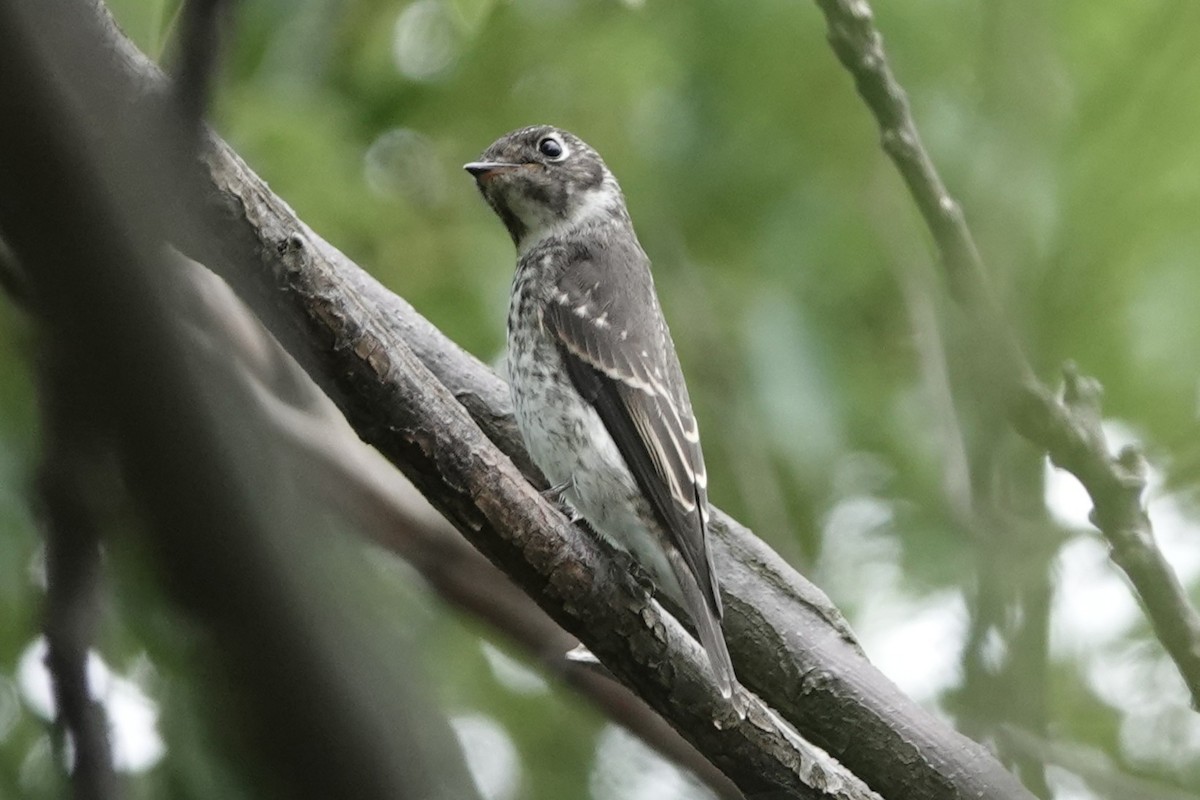 Papamoscas Siberiano - ML643227340