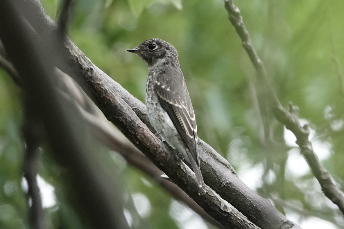Papamoscas Siberiano - ML643227343