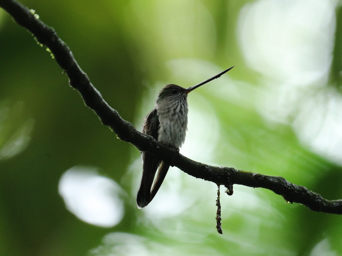 Colibrí Piquidentado - ML643227344