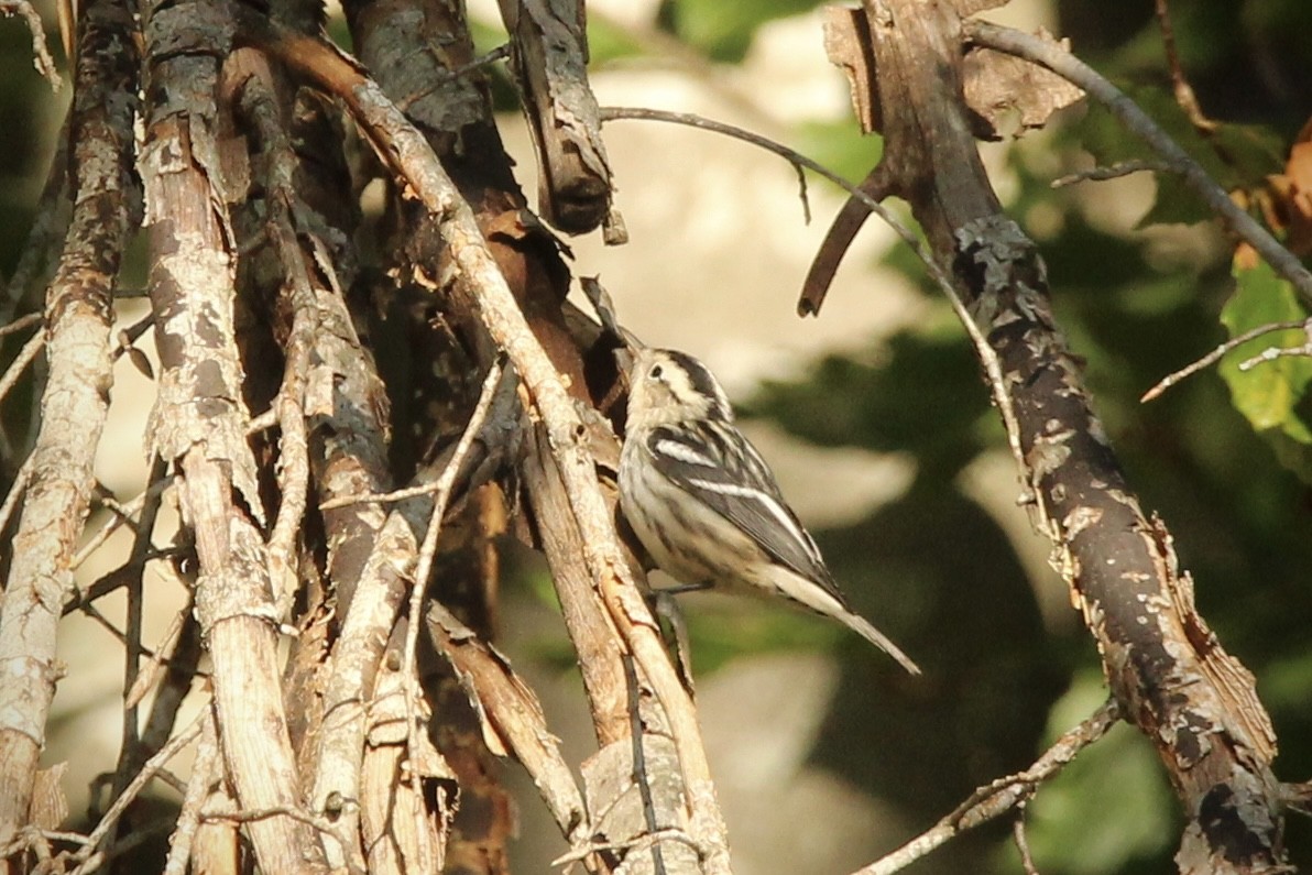 Black-and-white Warbler - ML643227360
