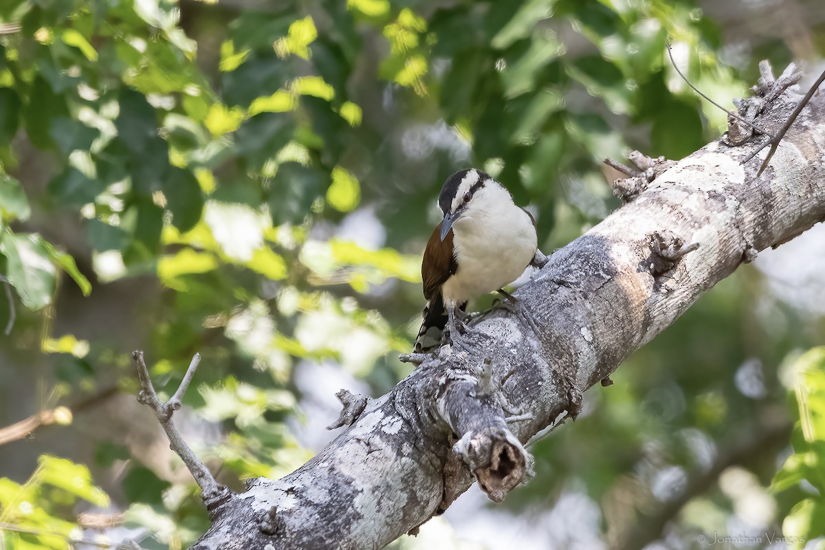 Giant Wren - ML643227370