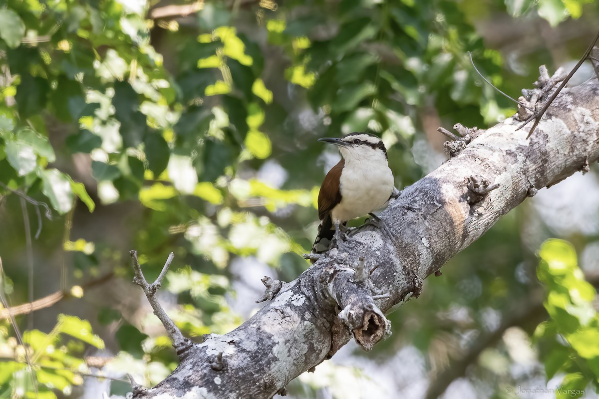 Giant Wren - ML643227371