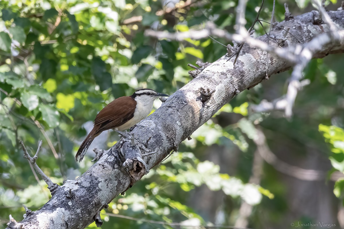 Giant Wren - ML643227372