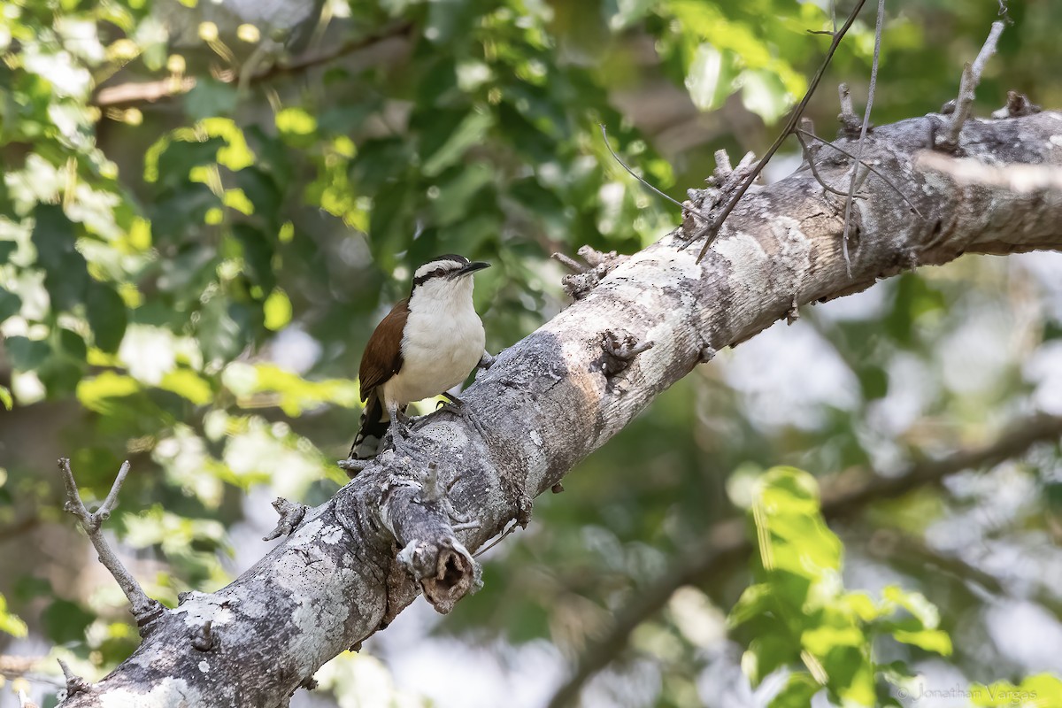 Giant Wren - ML643227373