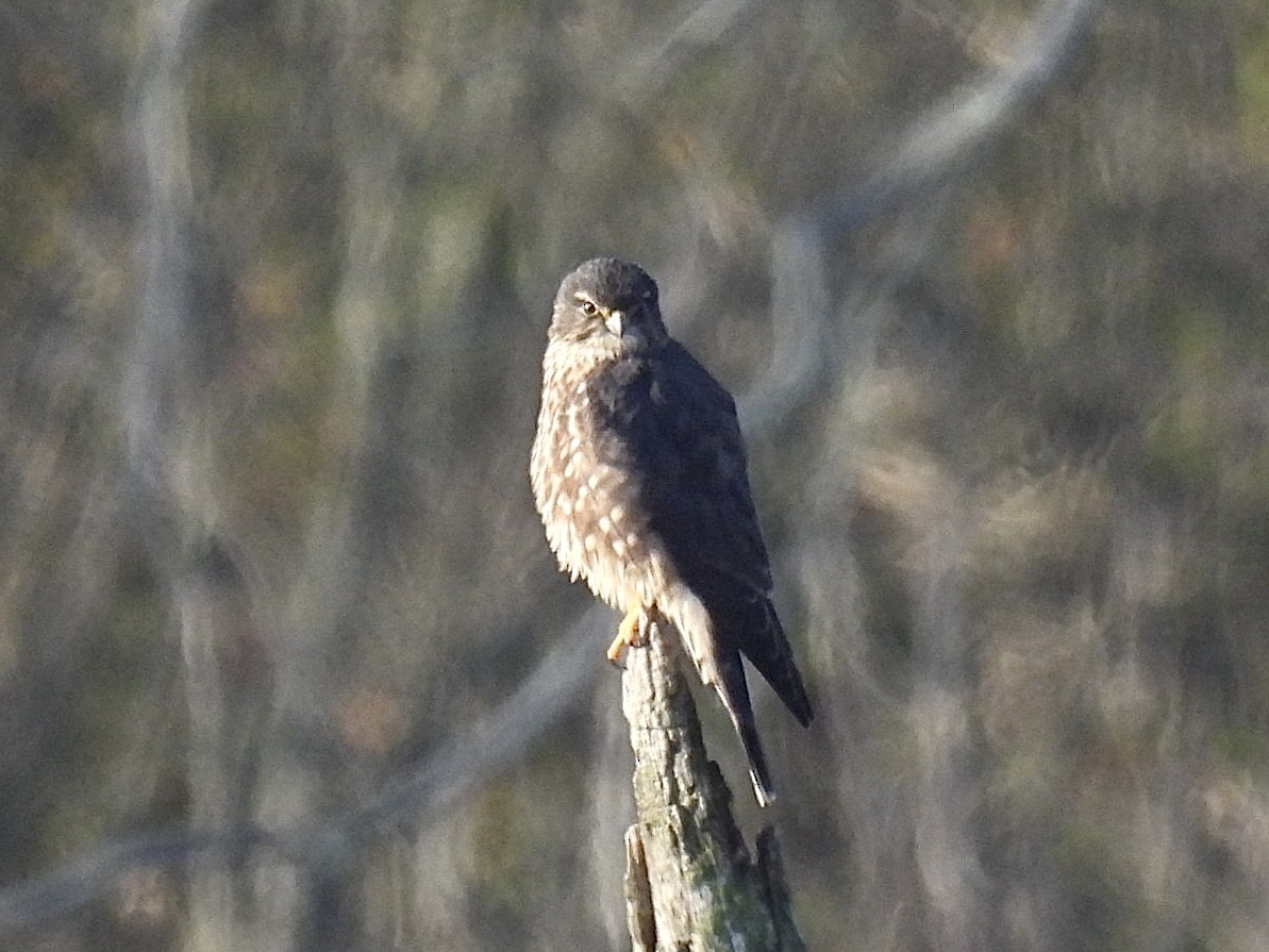 Merlin - ML643227374