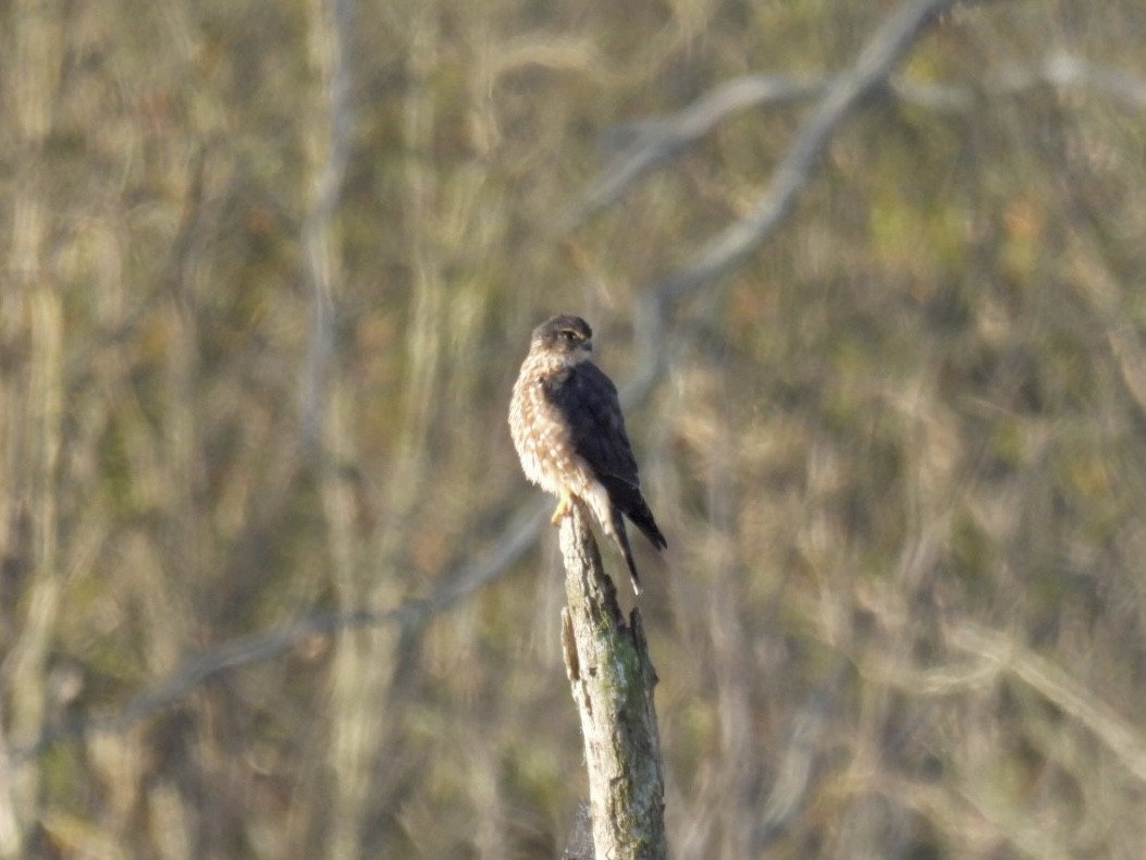 Merlin - ML643227375